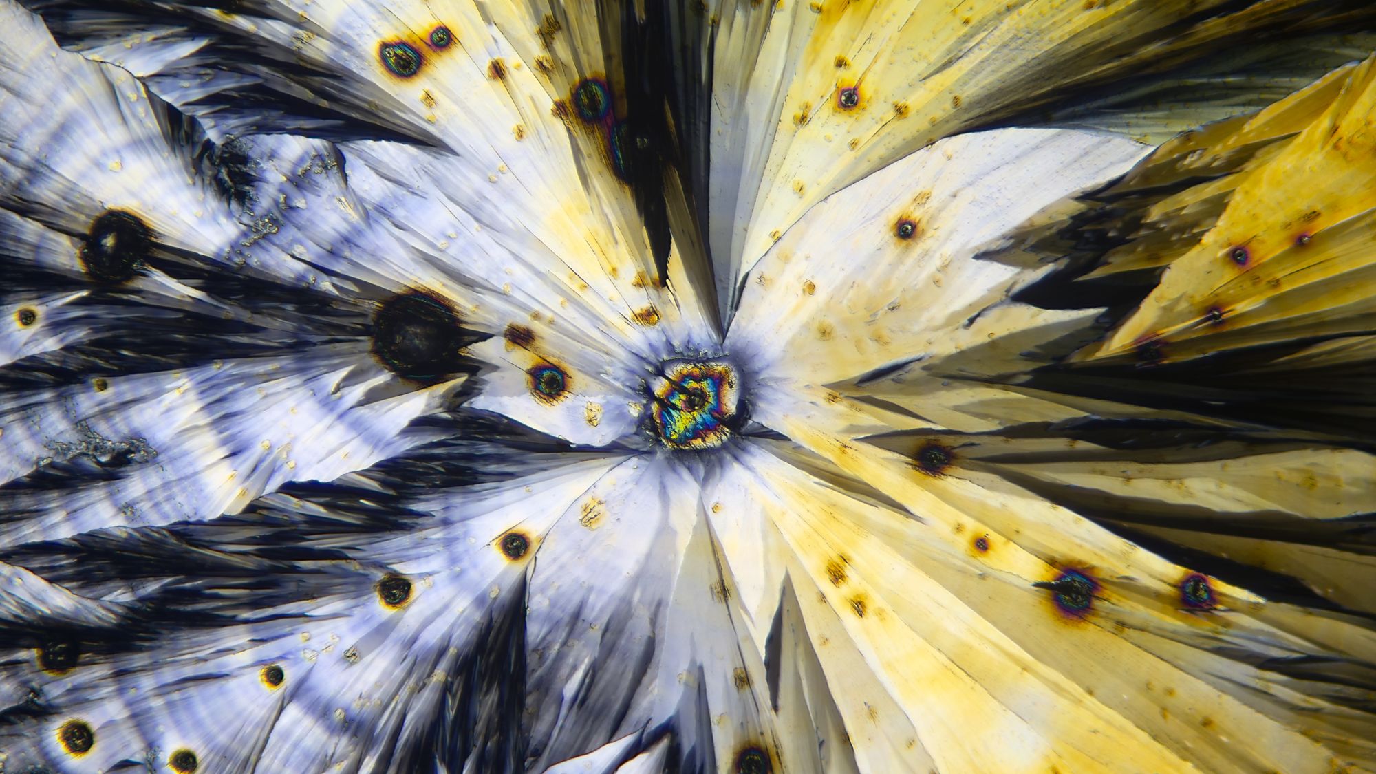 Paracetamol crystals in polarised light, radiating from the point where they began to grow