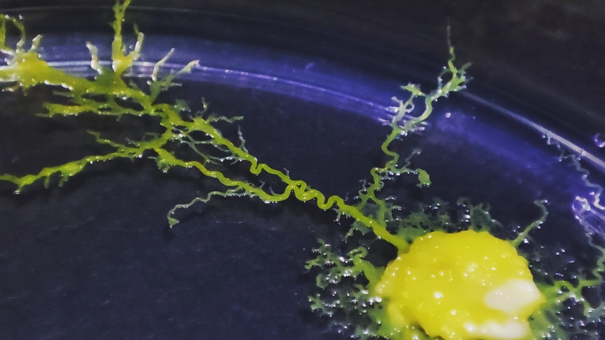 A slime mould stretching across a dish, its branches reaching out from the main body